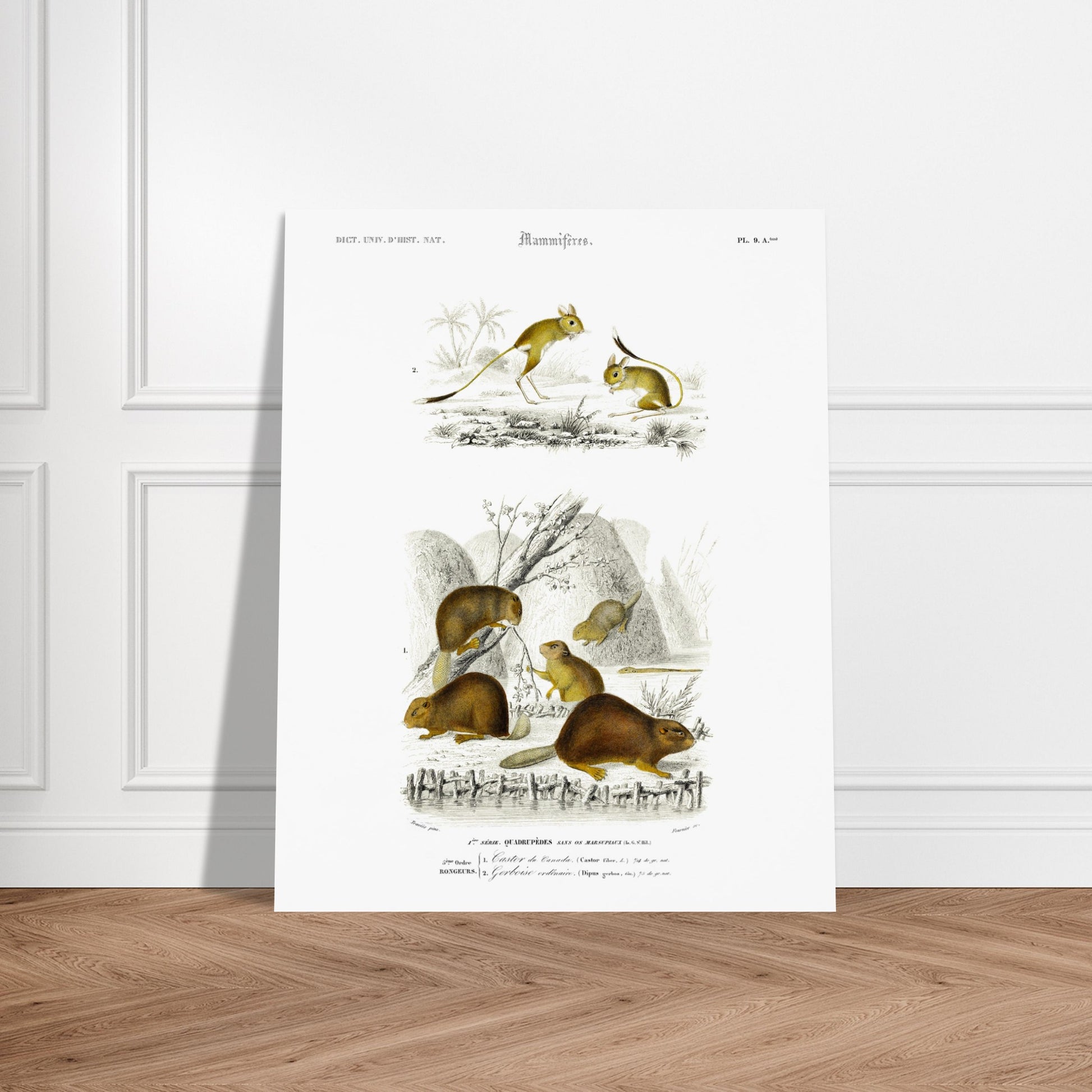 Illustration de mammifères : Castor du Canada et Gerboise - d'Orbigny. Planche naturaliste ancienne présentant un castor du Canada et une gerboise, dans des scènes de vie sauvage. Image d'illustration 5