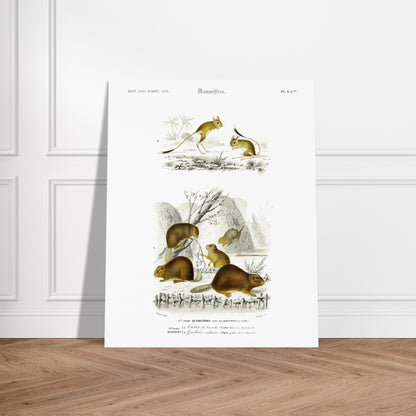Illustration de mammifères : Castor du Canada et Gerboise - d'Orbigny. Planche naturaliste ancienne présentant un castor du Canada et une gerboise, dans des scènes de vie sauvage. Image d'illustration 5