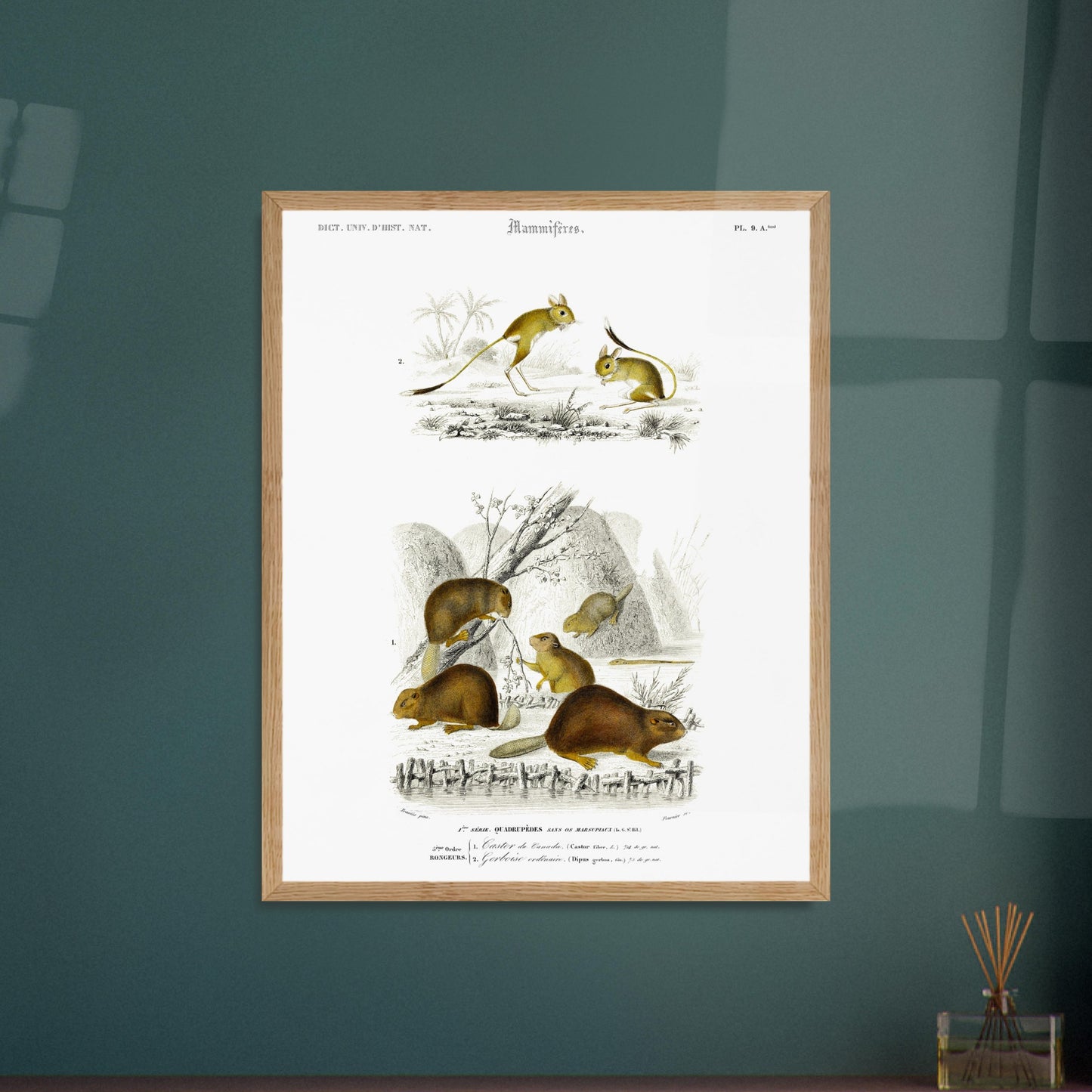 Illustration de mammifères : Castor du Canada et Gerboise - d'Orbigny. Planche naturaliste ancienne présentant un castor du Canada et une gerboise, dans des scènes de vie sauvage. Image d'illustration 6