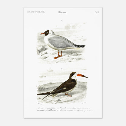 Illustration de Mouette rieuse et Bec-en-ciseaux - d'Orbigny (29,7x42 cm (A3)). Planche naturaliste présentant deux oiseaux marins : une mouette rieuse posée sur un sol caillouteux et un bec-en-ciseaux aux couleurs contrastées.