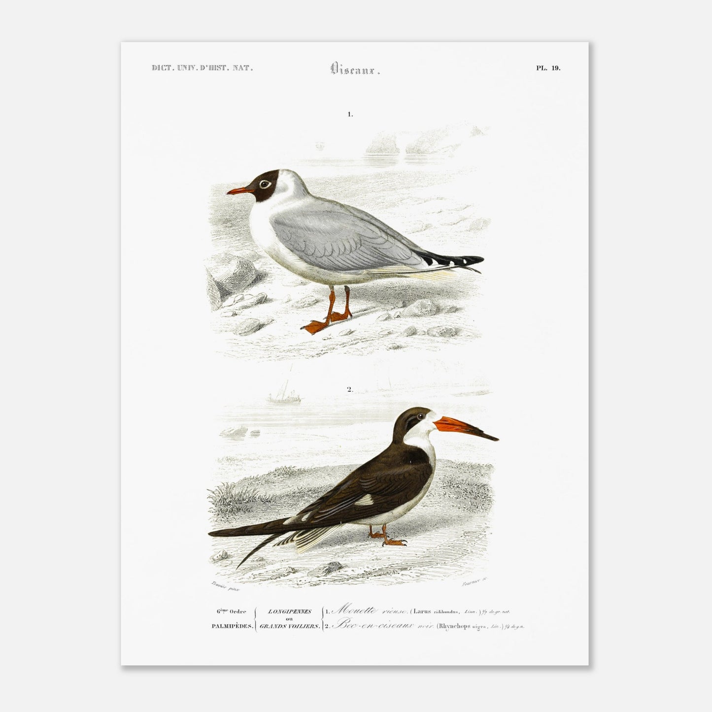 Illustration de Mouette rieuse et Bec-en-ciseaux - d'Orbigny (30x40 cm). Planche naturaliste présentant deux oiseaux marins : une mouette rieuse posée sur un sol caillouteux et un bec-en-ciseaux aux couleurs contrastées.