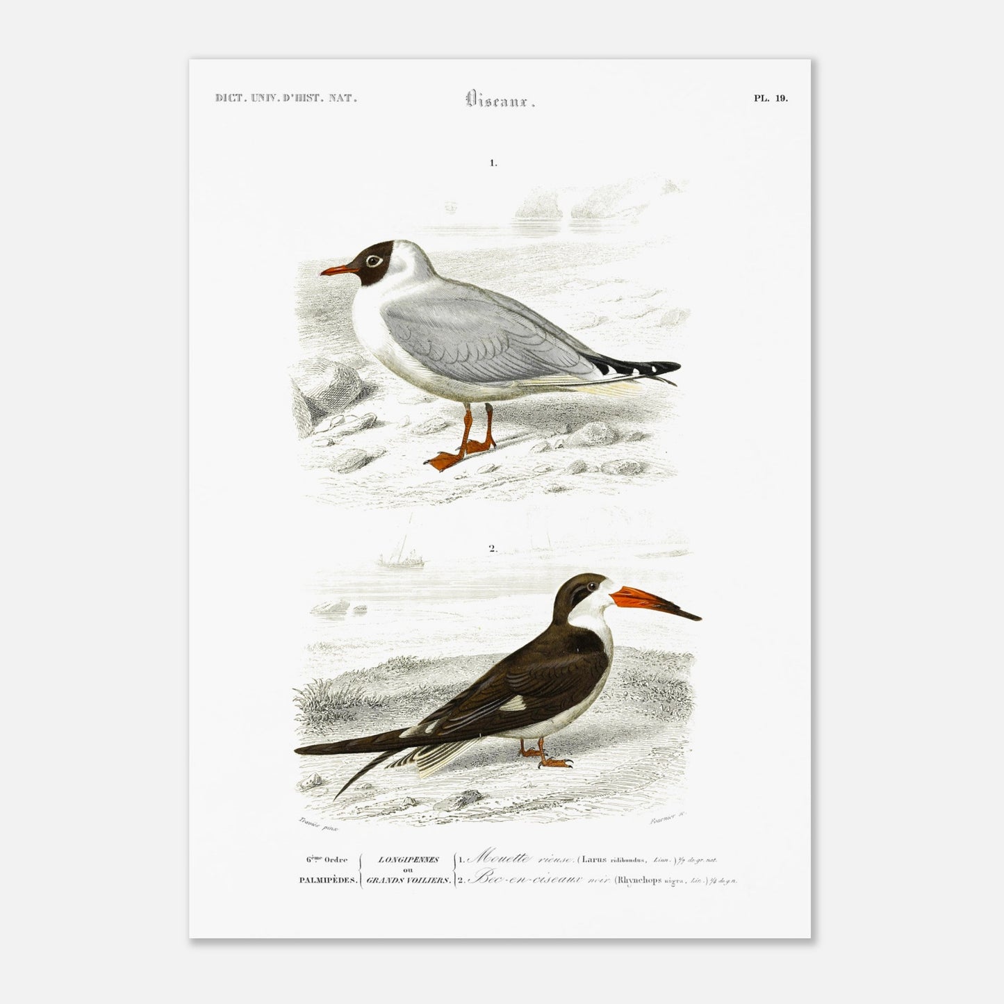 Illustration de Mouette rieuse et Bec-en-ciseaux - d'Orbigny (42x59,4 cm (A2)). Planche naturaliste présentant deux oiseaux marins : une mouette rieuse posée sur un sol caillouteux et un bec-en-ciseaux aux couleurs contrastées.