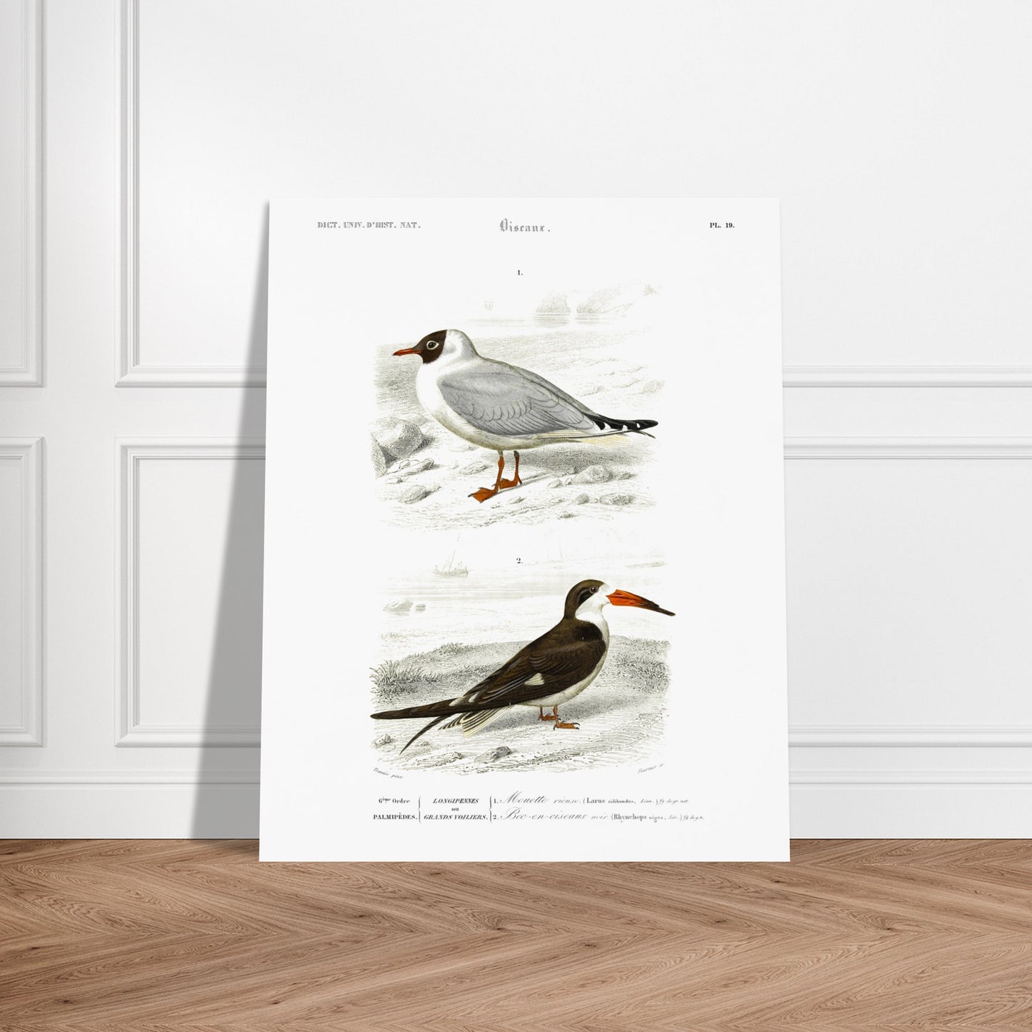 Illustration de Mouette rieuse et Bec-en-ciseaux - d'Orbigny. Planche naturaliste présentant deux oiseaux marins : une mouette rieuse posée sur un sol caillouteux et un bec-en-ciseaux aux couleurs contrastées. Image d'illustration 5