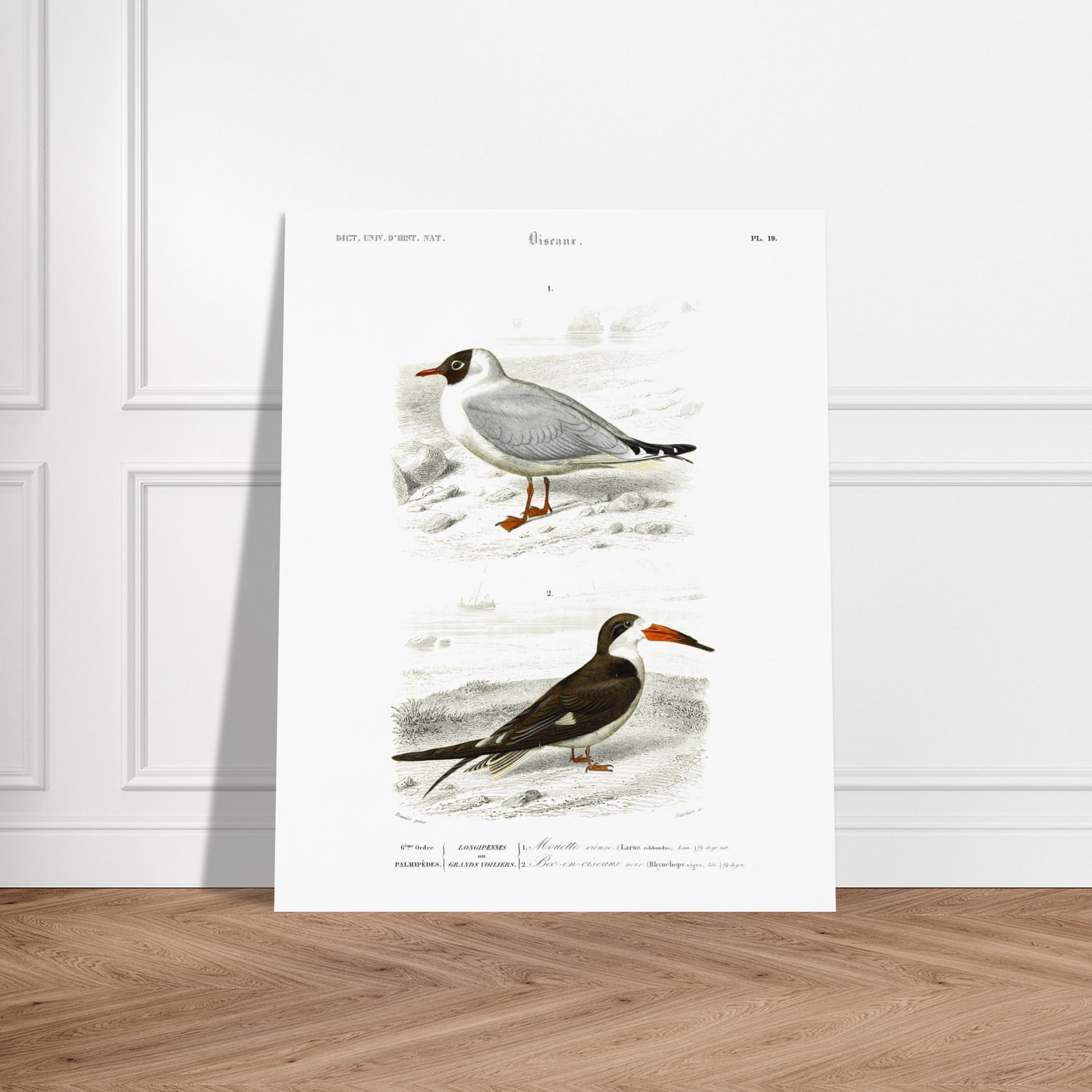 Illustration de Mouette rieuse et Bec-en-ciseaux - d'Orbigny. Planche naturaliste présentant deux oiseaux marins : une mouette rieuse posée sur un sol caillouteux et un bec-en-ciseaux aux couleurs contrastées. Image d'illustration 5