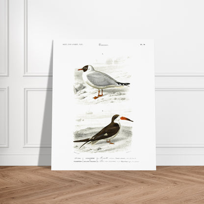 Illustration de Mouette rieuse et Bec-en-ciseaux - d'Orbigny. Planche naturaliste présentant deux oiseaux marins : une mouette rieuse posée sur un sol caillouteux et un bec-en-ciseaux aux couleurs contrastées. Image d'illustration 5