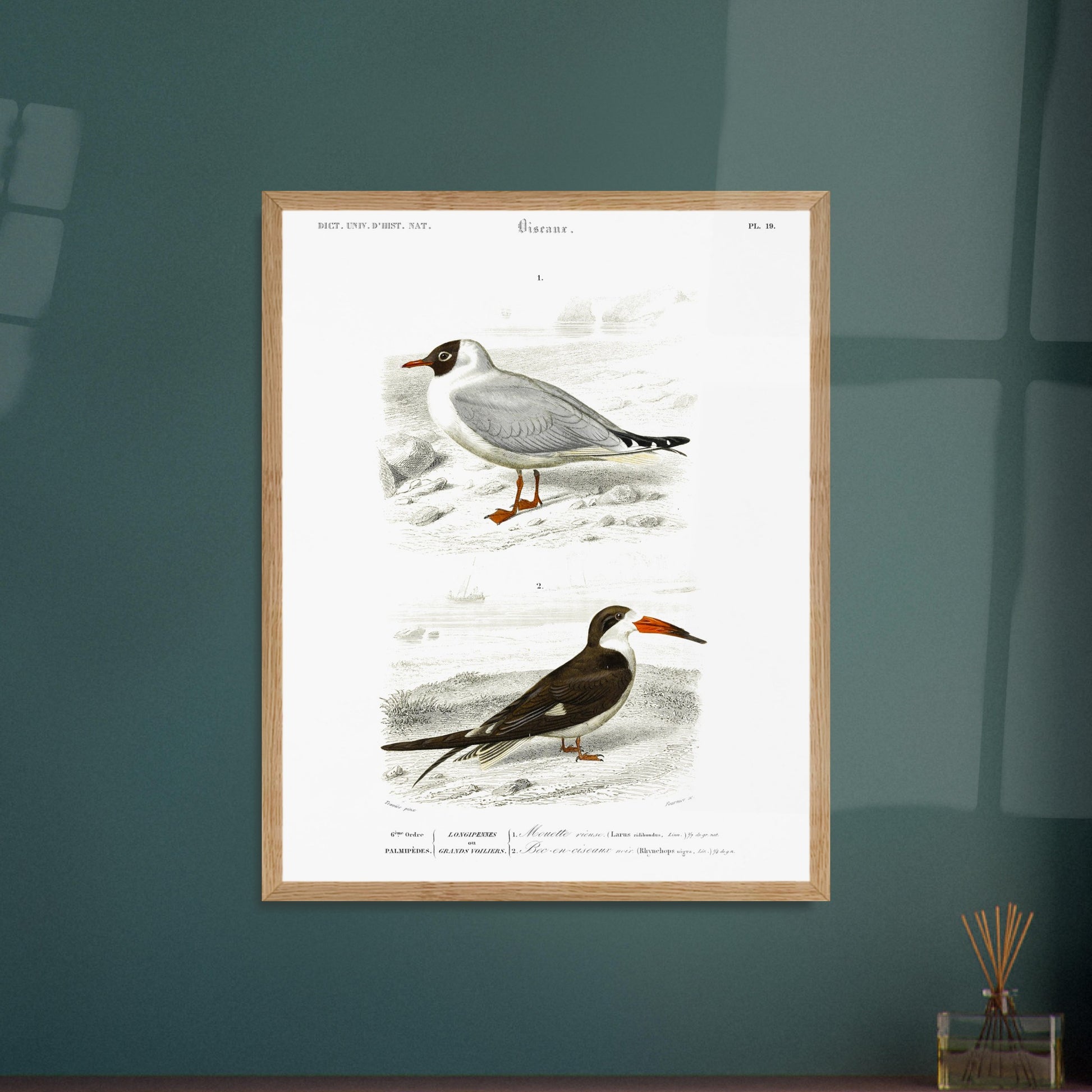 Illustration de Mouette rieuse et Bec-en-ciseaux - d'Orbigny. Planche naturaliste présentant deux oiseaux marins : une mouette rieuse posée sur un sol caillouteux et un bec-en-ciseaux aux couleurs contrastées. Image d'illustration 6