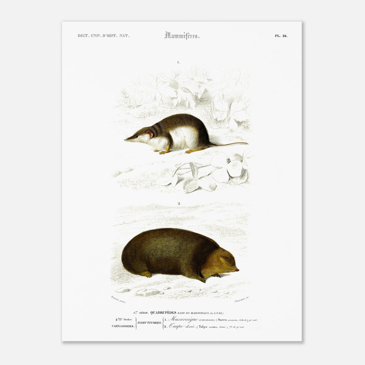 Illustration de Musaraigne commune et Taupe dorée - Charles d'Orbigny (30x40 cm). Illustration zoologique ancienne représentant deux mammifères : une musaraigne commune et une taupe dorée, dans un environnement naturel.