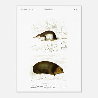 Illustration de Musaraigne commune et Taupe dorée - Charles d'Orbigny (30x40 cm). Illustration zoologique ancienne représentant deux mammifères : une musaraigne commune et une taupe dorée, dans un environnement naturel.