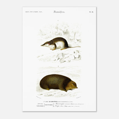 Illustration de Musaraigne commune et Taupe dorée - Charles d'Orbigny (42x59,4 cm (A2)). Illustration zoologique ancienne représentant deux mammifères : une musaraigne commune et une taupe dorée, dans un environnement naturel.