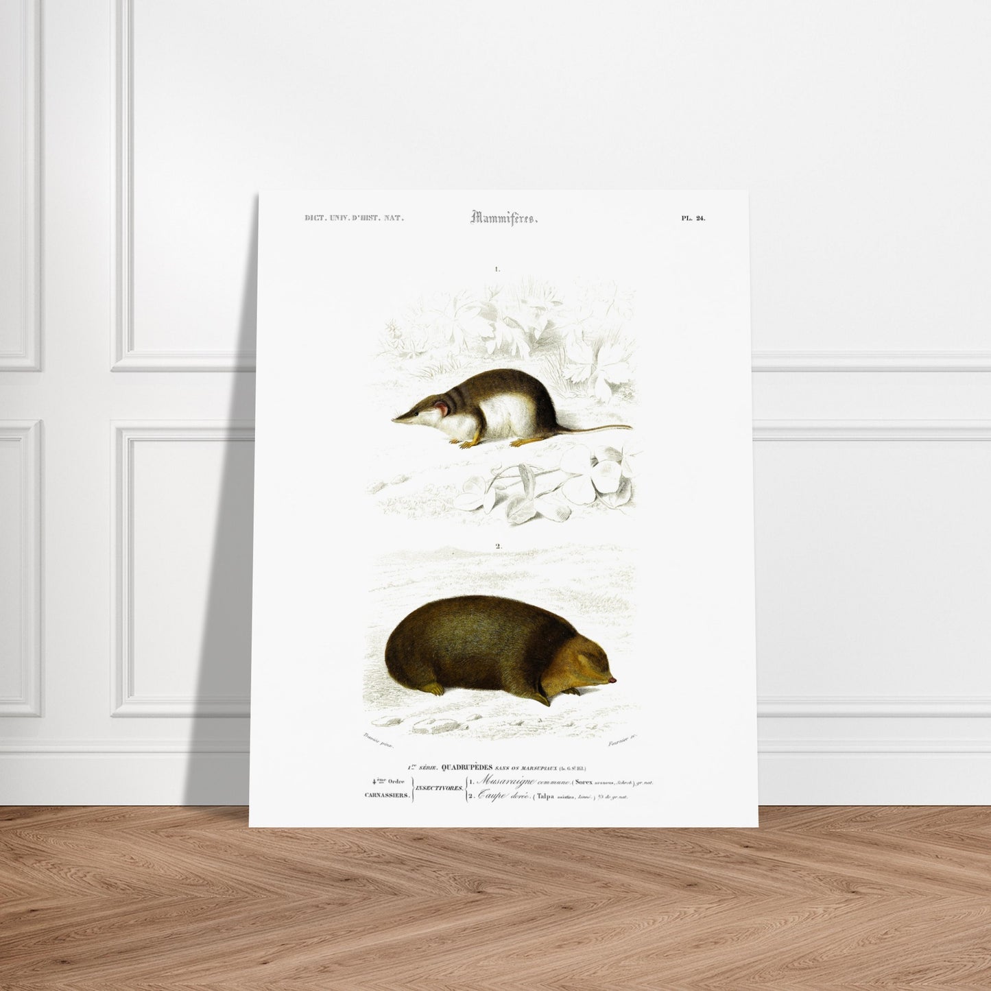 Illustration de Musaraigne commune et Taupe dorée - Charles d'Orbigny. Illustration zoologique ancienne représentant deux mammifères : une musaraigne commune et une taupe dorée, dans un environnement naturel. Image d'illustration 5