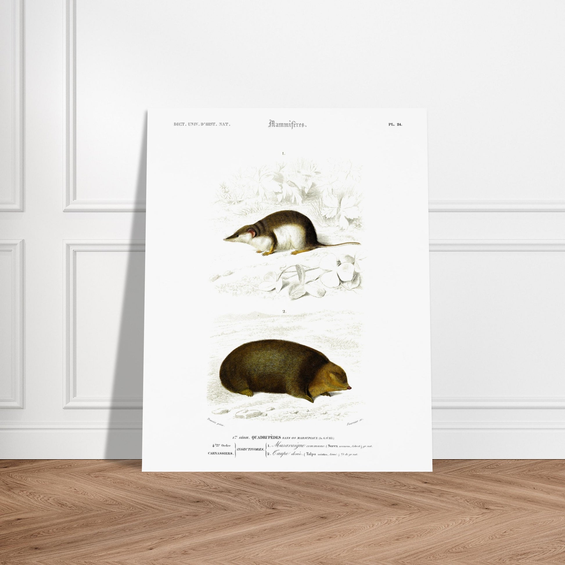 Illustration de Musaraigne commune et Taupe dorée - Charles d'Orbigny. Illustration zoologique ancienne représentant deux mammifères : une musaraigne commune et une taupe dorée, dans un environnement naturel. Image d'illustration 5