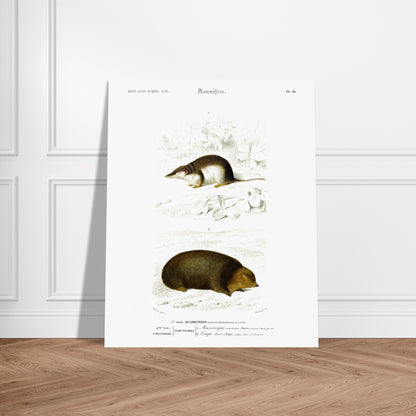 Illustration de Musaraigne commune et Taupe dorée - Charles d'Orbigny. Illustration zoologique ancienne représentant deux mammifères : une musaraigne commune et une taupe dorée, dans un environnement naturel. Image d'illustration 5
