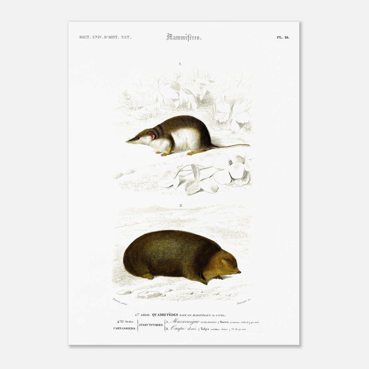 Illustration de Musaraigne commune et Taupe dorée - Charles d'Orbigny (50x70 cm). Illustration zoologique ancienne représentant deux mammifères : une musaraigne commune et une taupe dorée, dans un environnement naturel.