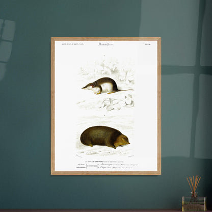 Illustration de Musaraigne commune et Taupe dorée - Charles d'Orbigny. Illustration zoologique ancienne représentant deux mammifères : une musaraigne commune et une taupe dorée, dans un environnement naturel. Image d'illustration 6