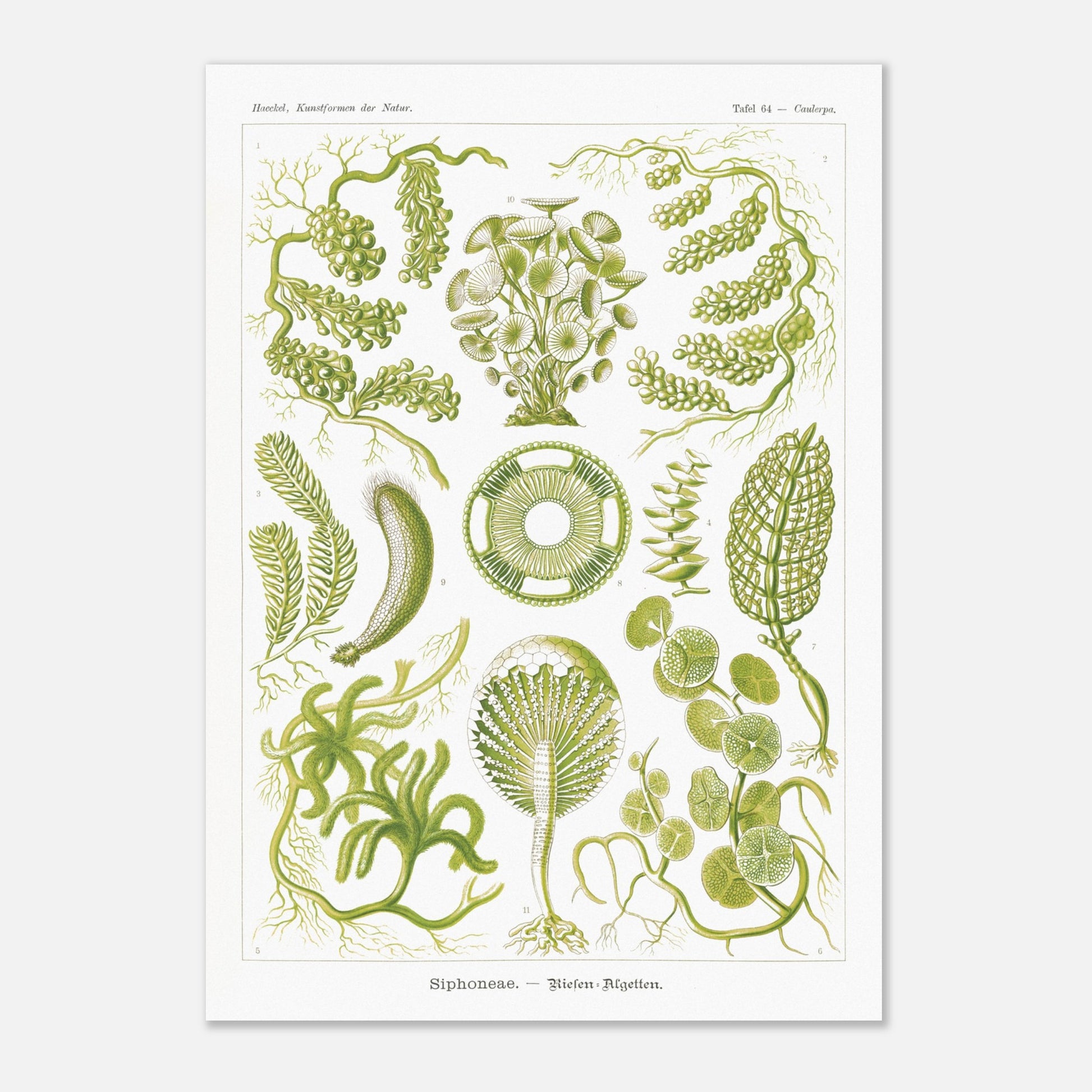 Illustration naturaliste d'Algues Siphoneae - Ernst Haeckel (29,7x42 cm (A3)). Planche naturaliste d'Ernst Haeckel présentant différentes formes d'algues, intitulée 'Siphoneae. — Riesen-Algetten.' avec des numérotations.