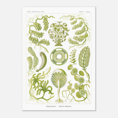 Illustration naturaliste d'Algues Siphoneae - Ernst Haeckel (29,7x42 cm (A3)). Planche naturaliste d'Ernst Haeckel présentant différentes formes d'algues, intitulée 'Siphoneae. — Riesen-Algetten.' avec des numérotations.