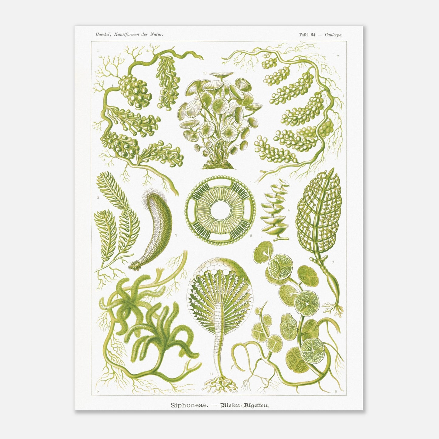 Illustration naturaliste d'Algues Siphoneae - Ernst Haeckel (30x40 cm). Planche naturaliste d'Ernst Haeckel présentant différentes formes d'algues, intitulée 'Siphoneae. — Riesen-Algetten.' avec des numérotations.