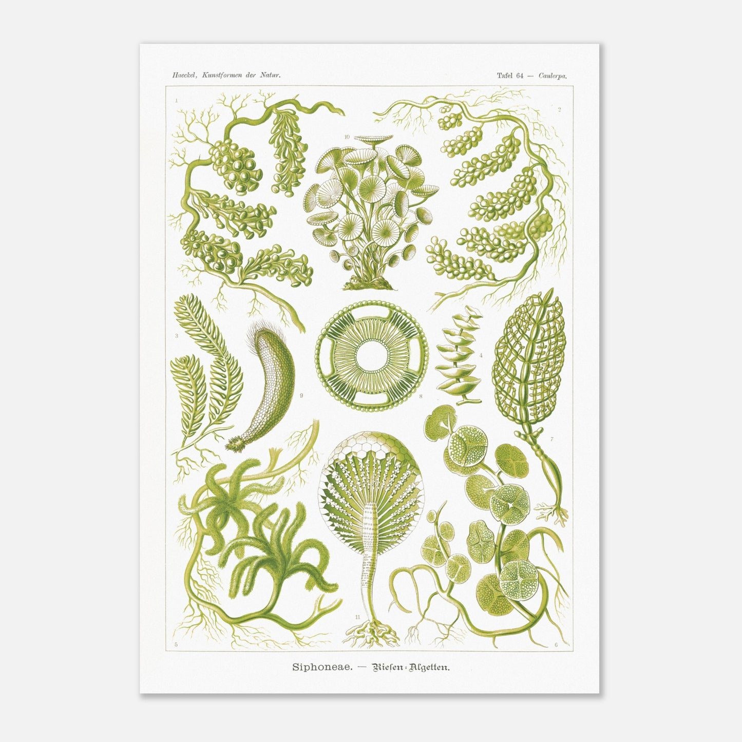 Illustration naturaliste d'Algues Siphoneae - Ernst Haeckel (42x59,4 cm (A2)). Planche naturaliste d'Ernst Haeckel présentant différentes formes d'algues, intitulée 'Siphoneae. — Riesen-Algetten.' avec des numérotations.