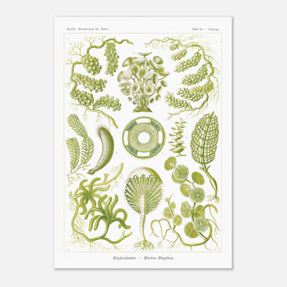 Illustration naturaliste d'Algues Siphoneae - Ernst Haeckel (42x59,4 cm (A2)). Planche naturaliste d'Ernst Haeckel présentant différentes formes d'algues, intitulée 'Siphoneae. — Riesen-Algetten.' avec des numérotations.