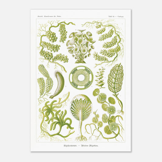 Illustration naturaliste d'Algues Siphoneae - Ernst Haeckel (42x59,4 cm (A2)). Planche naturaliste d'Ernst Haeckel présentant différentes formes d'algues, intitulée 'Siphoneae. — Riesen-Algetten.' avec des numérotations.