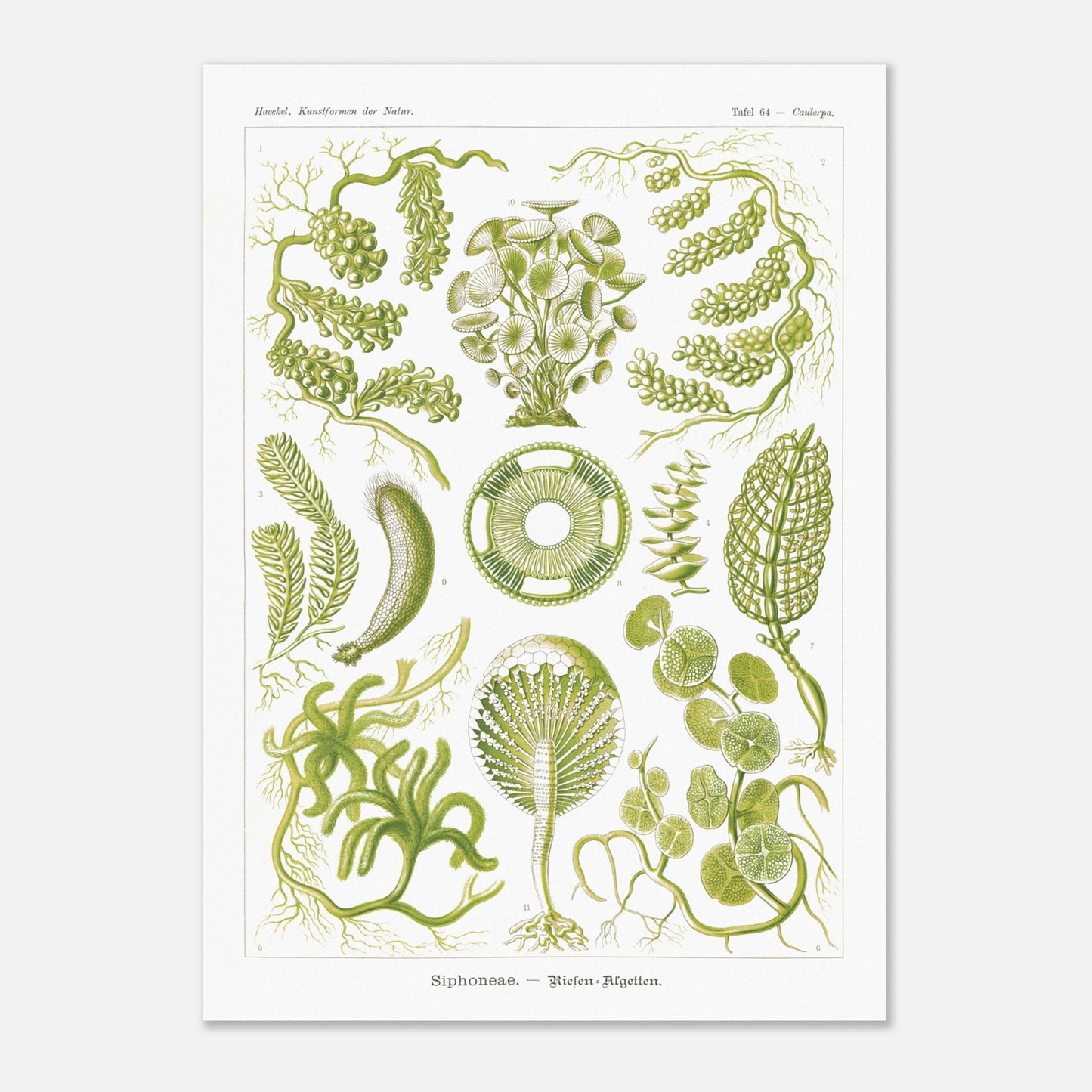 Illustration naturaliste d'Algues Siphoneae - Ernst Haeckel (50x70 cm). Planche naturaliste d'Ernst Haeckel présentant différentes formes d'algues, intitulée 'Siphoneae. — Riesen-Algetten.' avec des numérotations.