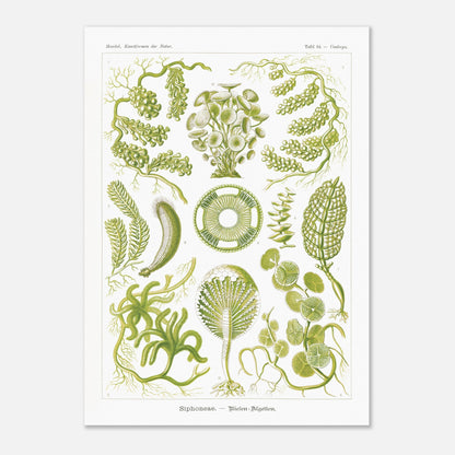 Illustration naturaliste d'Algues Siphoneae - Ernst Haeckel (50x70 cm). Planche naturaliste d'Ernst Haeckel présentant différentes formes d'algues, intitulée 'Siphoneae. — Riesen-Algetten.' avec des numérotations.