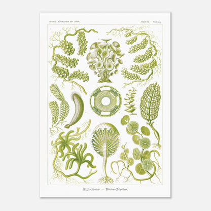 Illustration naturaliste d'Algues Siphoneae - Ernst Haeckel (59,4x84,1 cm (A1)). Planche naturaliste d'Ernst Haeckel présentant différentes formes d'algues, intitulée 'Siphoneae. — Riesen-Algetten.' avec des numérotations.