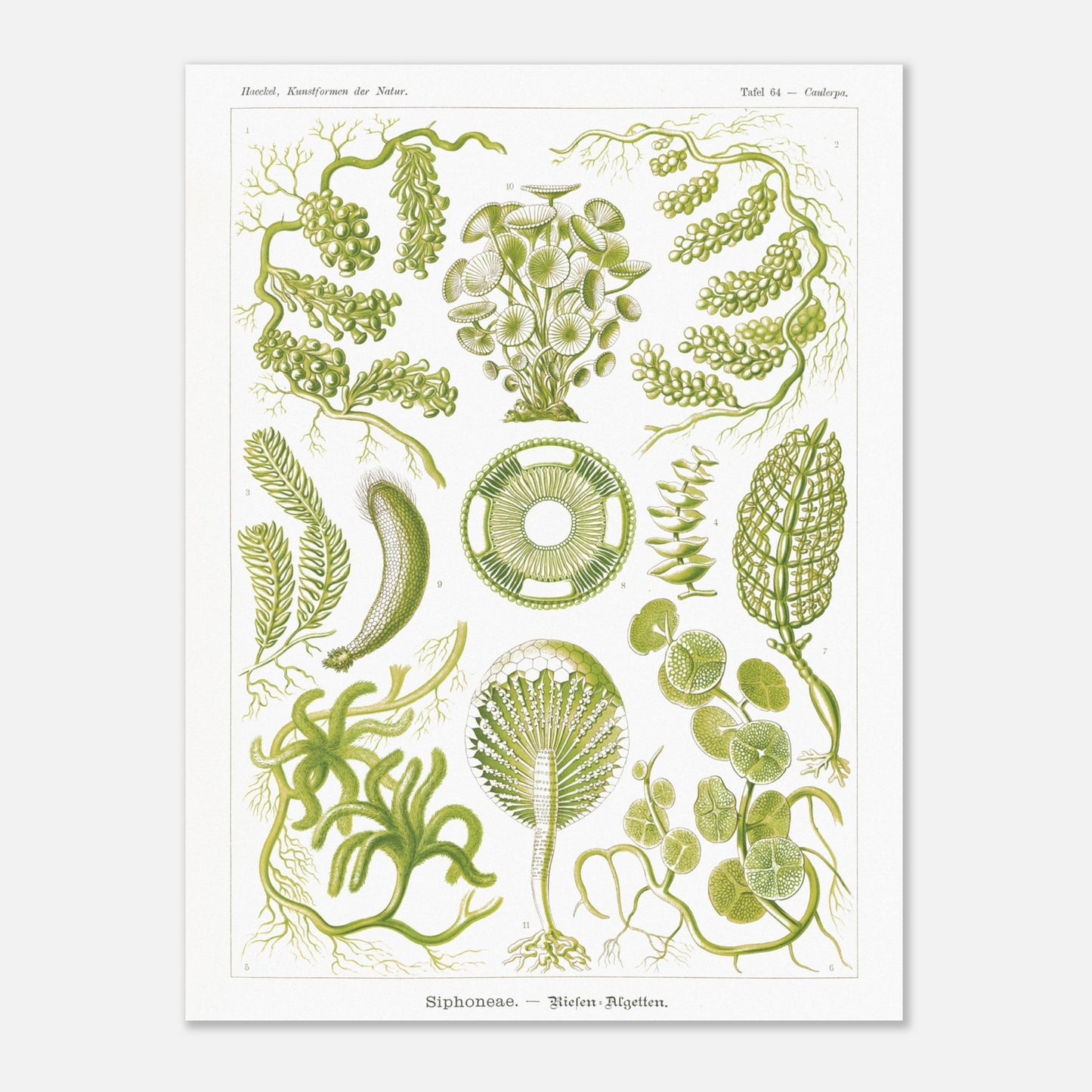 Illustration naturaliste d'Algues Siphoneae - Ernst Haeckel (60x80 cm). Planche naturaliste d'Ernst Haeckel présentant différentes formes d'algues, intitulée 'Siphoneae. — Riesen-Algetten.' avec des numérotations.