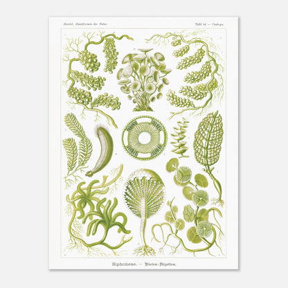 Illustration naturaliste d'Algues Siphoneae - Ernst Haeckel (60x80 cm). Planche naturaliste d'Ernst Haeckel présentant différentes formes d'algues, intitulée 'Siphoneae. — Riesen-Algetten.' avec des numérotations.