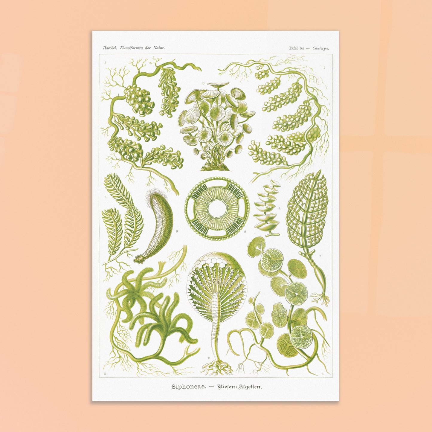 Illustration naturaliste d'Algues Siphoneae - Ernst Haeckel. Planche naturaliste d'Ernst Haeckel présentant différentes formes d'algues, intitulée 'Siphoneae. — Riesen-Algetten.' avec des numérotations. Image d'illustration 8