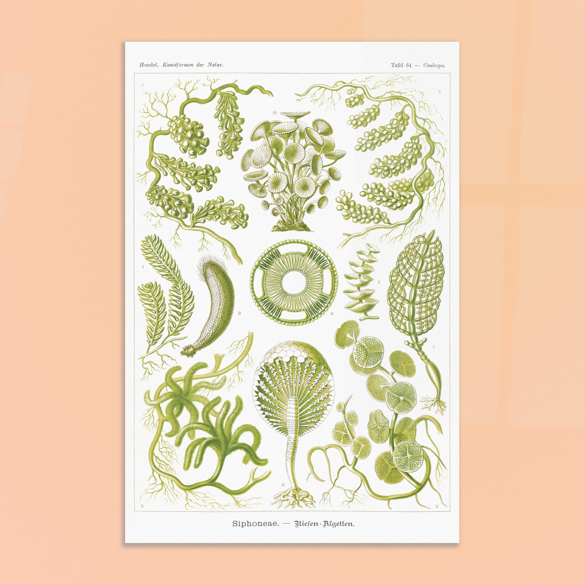 Illustration naturaliste d'Algues Siphoneae - Ernst Haeckel. Planche naturaliste d'Ernst Haeckel présentant différentes formes d'algues, intitulée 'Siphoneae. — Riesen-Algetten.' avec des numérotations. Image d'illustration 8