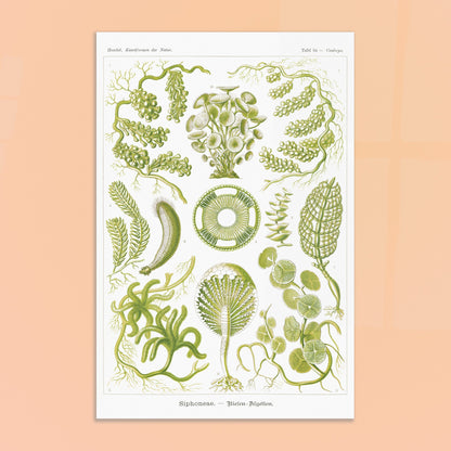 Illustration naturaliste d'Algues Siphoneae - Ernst Haeckel. Planche naturaliste d'Ernst Haeckel présentant différentes formes d'algues, intitulée 'Siphoneae. — Riesen-Algetten.' avec des numérotations. Image d'illustration 8