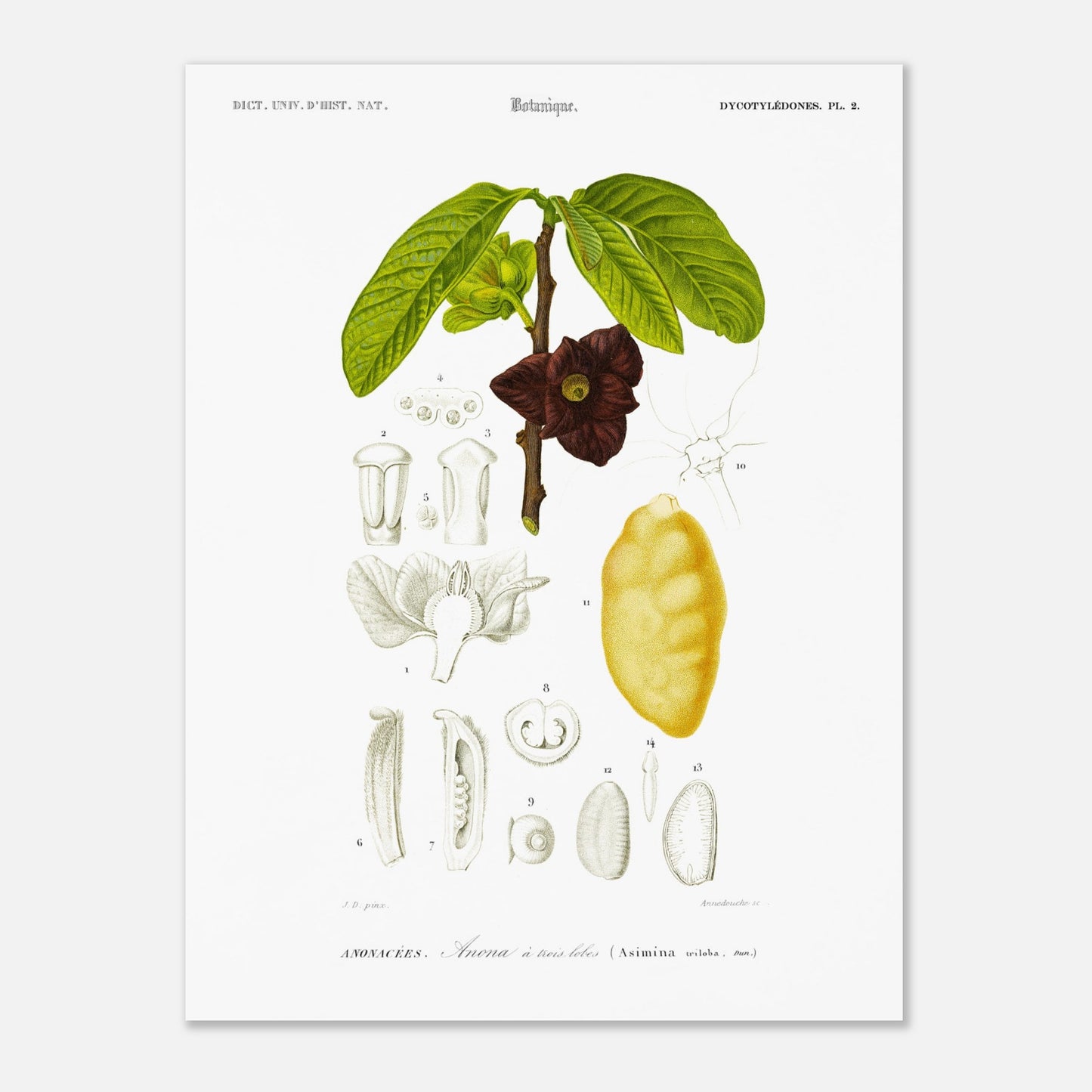 Illustration naturaliste : Anona à trois lobes, Charles d'Orbigny (30x40 cm). Planche naturaliste ancienne représentant une plante Anona à trois lobes, avec des détails de la fleur, du fruit et des feuilles, numérotée de 1 à 14.