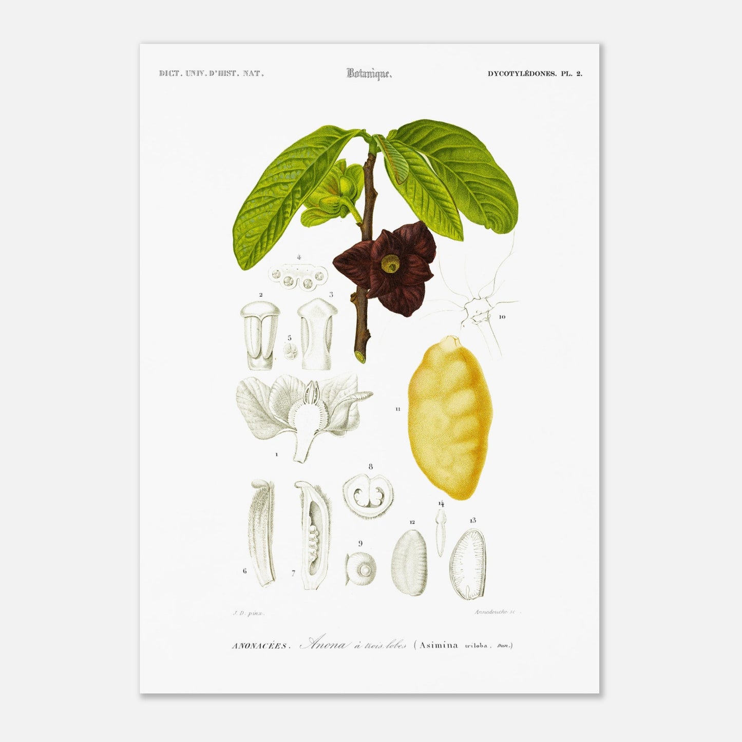 Illustration naturaliste : Anona à trois lobes, Charles d'Orbigny (42x59,4 cm (A2)). Planche naturaliste ancienne représentant une plante Anona à trois lobes, avec des détails de la fleur, du fruit et des feuilles, numérotée de 1 à 14.