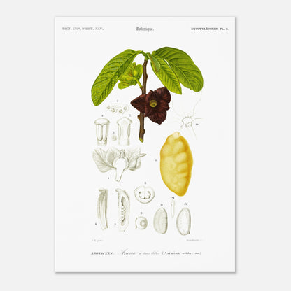 Illustration naturaliste : Anona à trois lobes, Charles d'Orbigny (42x59,4 cm (A2)). Planche naturaliste ancienne représentant une plante Anona à trois lobes, avec des détails de la fleur, du fruit et des feuilles, numérotée de 1 à 14.