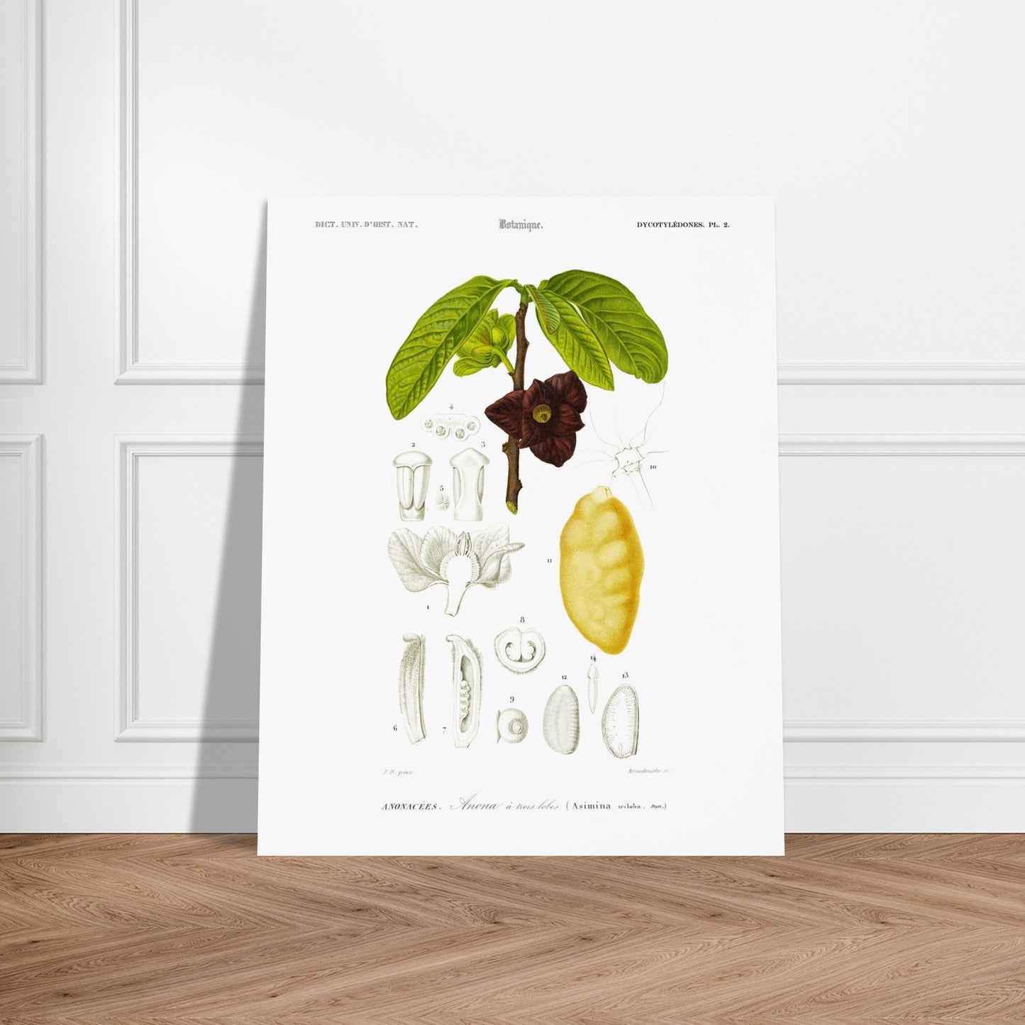 Illustration naturaliste : Anona à trois lobes, Charles d'Orbigny. Planche naturaliste ancienne représentant une plante Anona à trois lobes, avec des détails de la fleur, du fruit et des feuilles, numérotée de 1 à 14. Image d'illustration 5