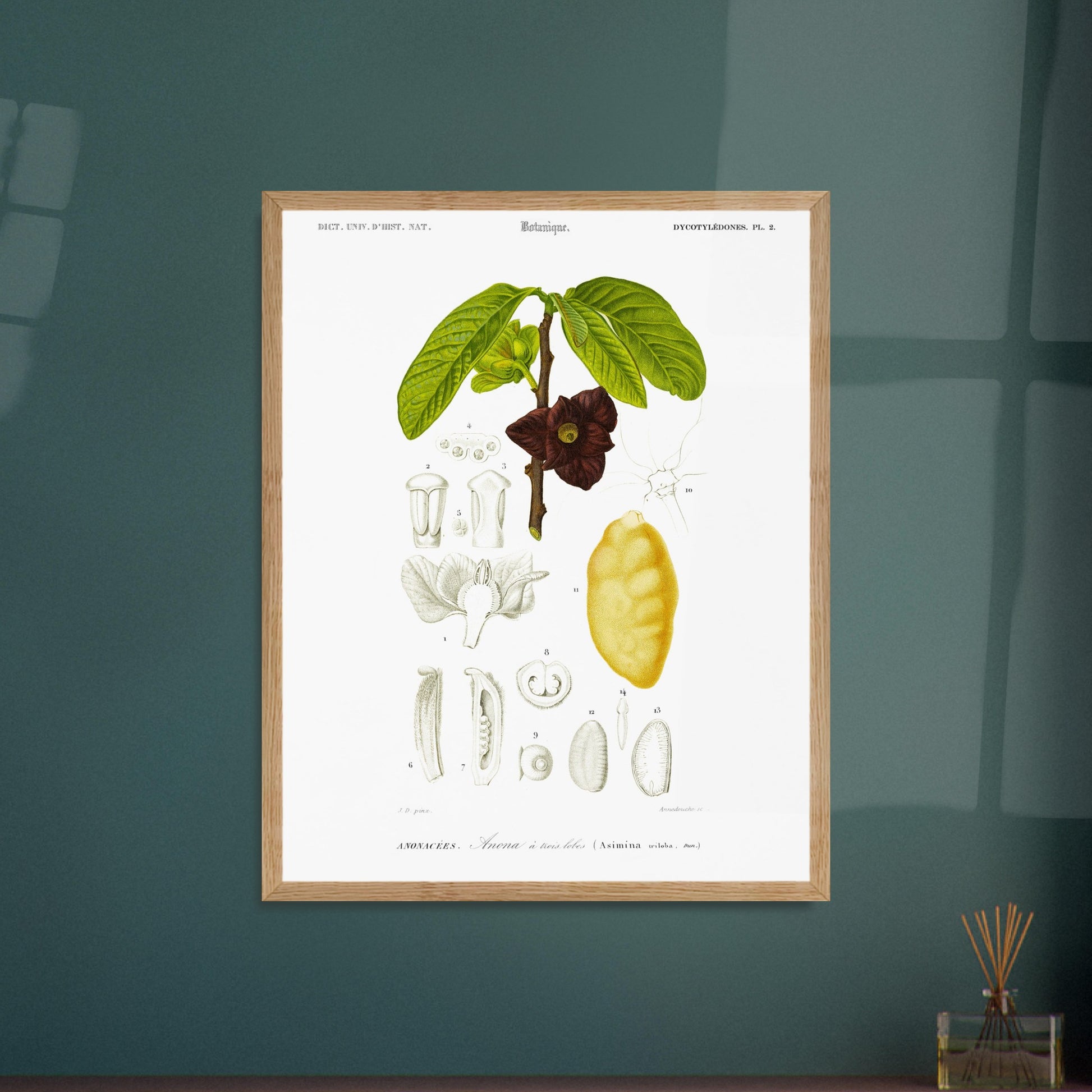 Illustration naturaliste : Anona à trois lobes, Charles d'Orbigny. Planche naturaliste ancienne représentant une plante Anona à trois lobes, avec des détails de la fleur, du fruit et des feuilles, numérotée de 1 à 14. Image d'illustration 6