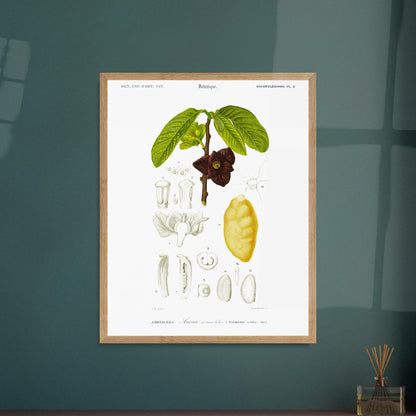 Illustration naturaliste : Anona à trois lobes, Charles d'Orbigny. Planche naturaliste ancienne représentant une plante Anona à trois lobes, avec des détails de la fleur, du fruit et des feuilles, numérotée de 1 à 14. Image d'illustration 6