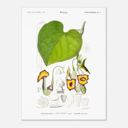 Illustration naturaliste : Aristoloche siphon par Charles d'Orbigny (30x40 cm). Illustration botanique d'une plante, l'Aristoloche siphon, avec des détails de ses fleurs, feuilles et sections.