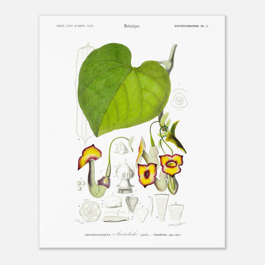 Illustration naturaliste : Aristoloche siphon par Charles d'Orbigny (40x50 cm). Illustration botanique d'une plante, l'Aristoloche siphon, avec des détails de ses fleurs, feuilles et sections.