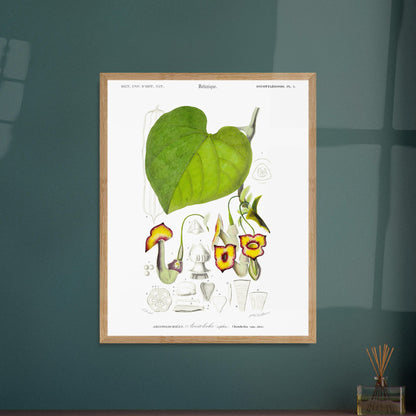 Illustration naturaliste : Aristoloche siphon par Charles d'Orbigny. Illustration botanique d'une plante, l'Aristoloche siphon, avec des détails de ses fleurs, feuilles et sections. Image d'illustration 5