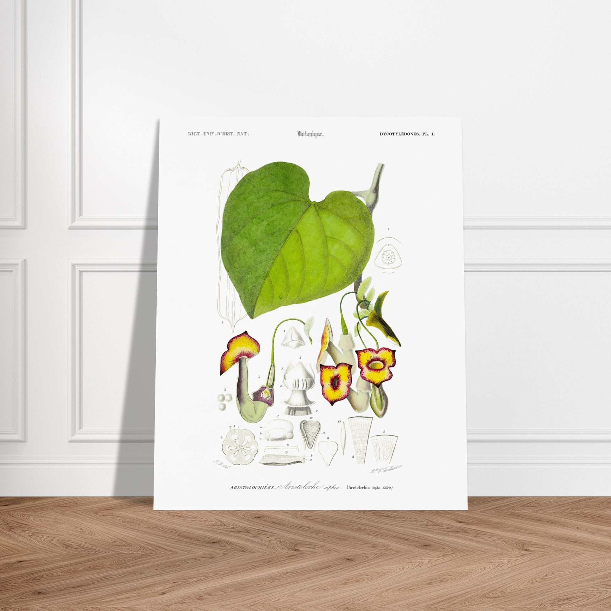 Illustration naturaliste : Aristoloche siphon par Charles d'Orbigny. Illustration botanique d'une plante, l'Aristoloche siphon, avec des détails de ses fleurs, feuilles et sections. Image d'illustration 6