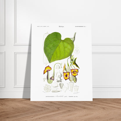 Illustration naturaliste : Aristoloche siphon par Charles d'Orbigny. Illustration botanique d'une plante, l'Aristoloche siphon, avec des détails de ses fleurs, feuilles et sections. Image d'illustration 6