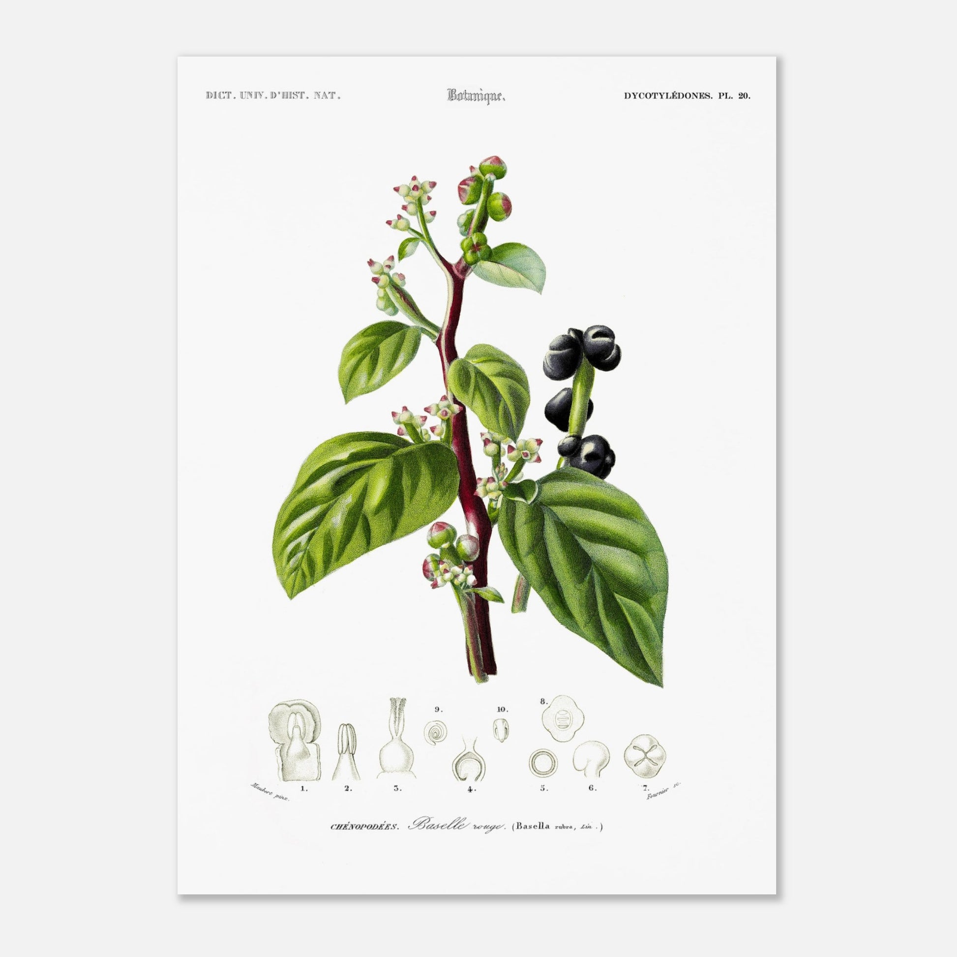 Illustration naturaliste ancienne de la Baselle rouge par Charles d'Orbigny (50x70 cm). Planche naturaliste de Baselle rouge par Charles d'Orbigny, montrant la plante avec ses feuilles, fleurs et baies, ainsi que des illustrations détaillées de ses différentes parties.