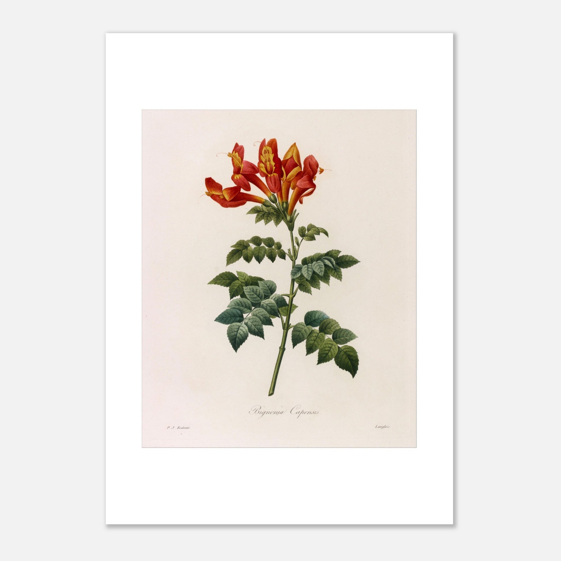 Illustration naturaliste Bignonia Capensis de Pierre-Joseph Redouté (21x29,7 cm (A4)). Illustration botanique de Pierre-Joseph Redouté représentant une Bignonia Capensis, une plante à fleurs rouges et jaunes.