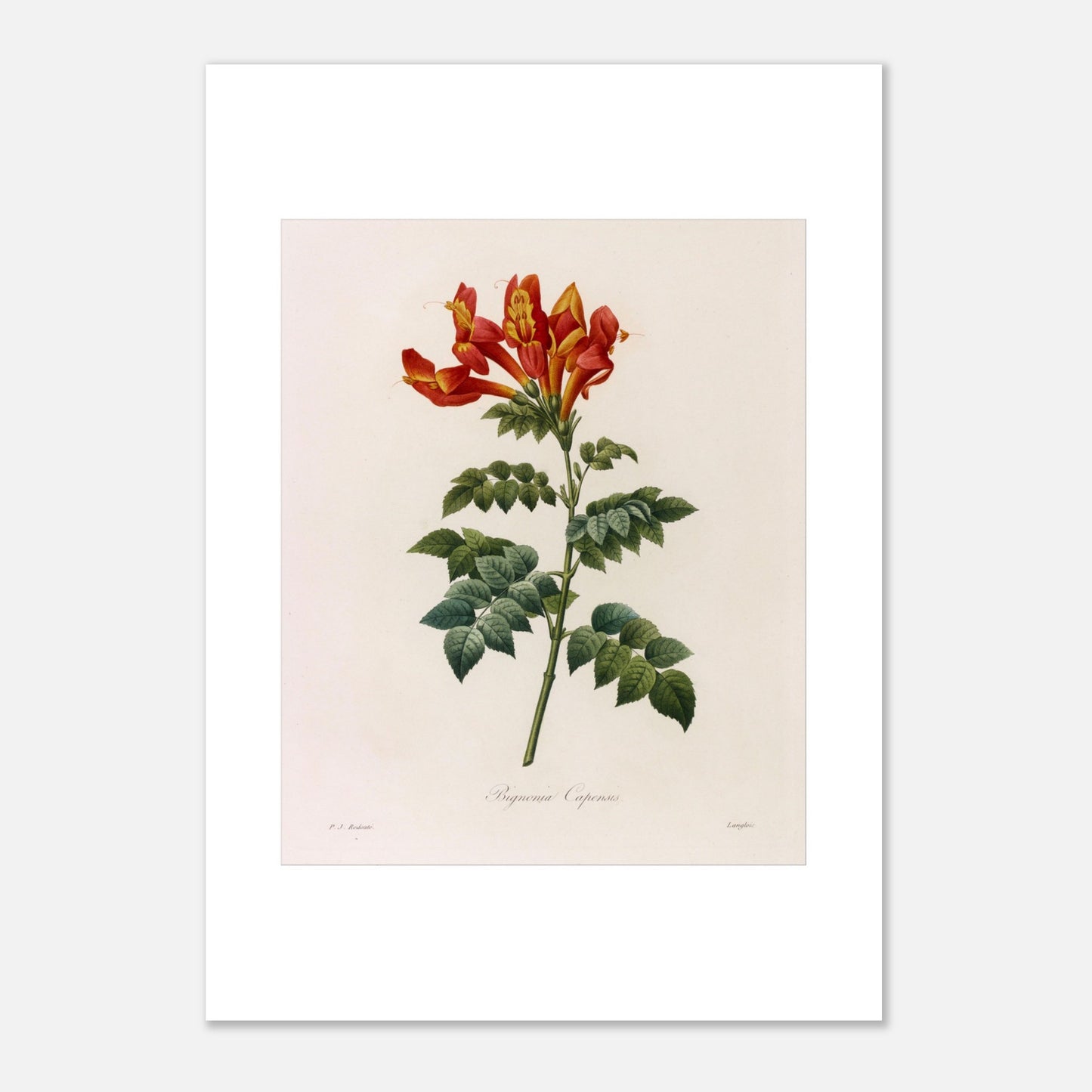 Illustration naturaliste Bignonia Capensis de Pierre-Joseph Redouté (42x59,4 cm (A2)). Illustration botanique de Pierre-Joseph Redouté représentant une Bignonia Capensis, une plante à fleurs rouges et jaunes.