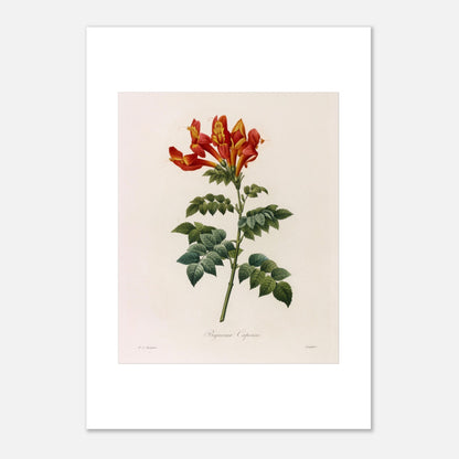 Illustration naturaliste Bignonia Capensis de Pierre-Joseph Redouté (42x59,4 cm (A2)). Illustration botanique de Pierre-Joseph Redouté représentant une Bignonia Capensis, une plante à fleurs rouges et jaunes.