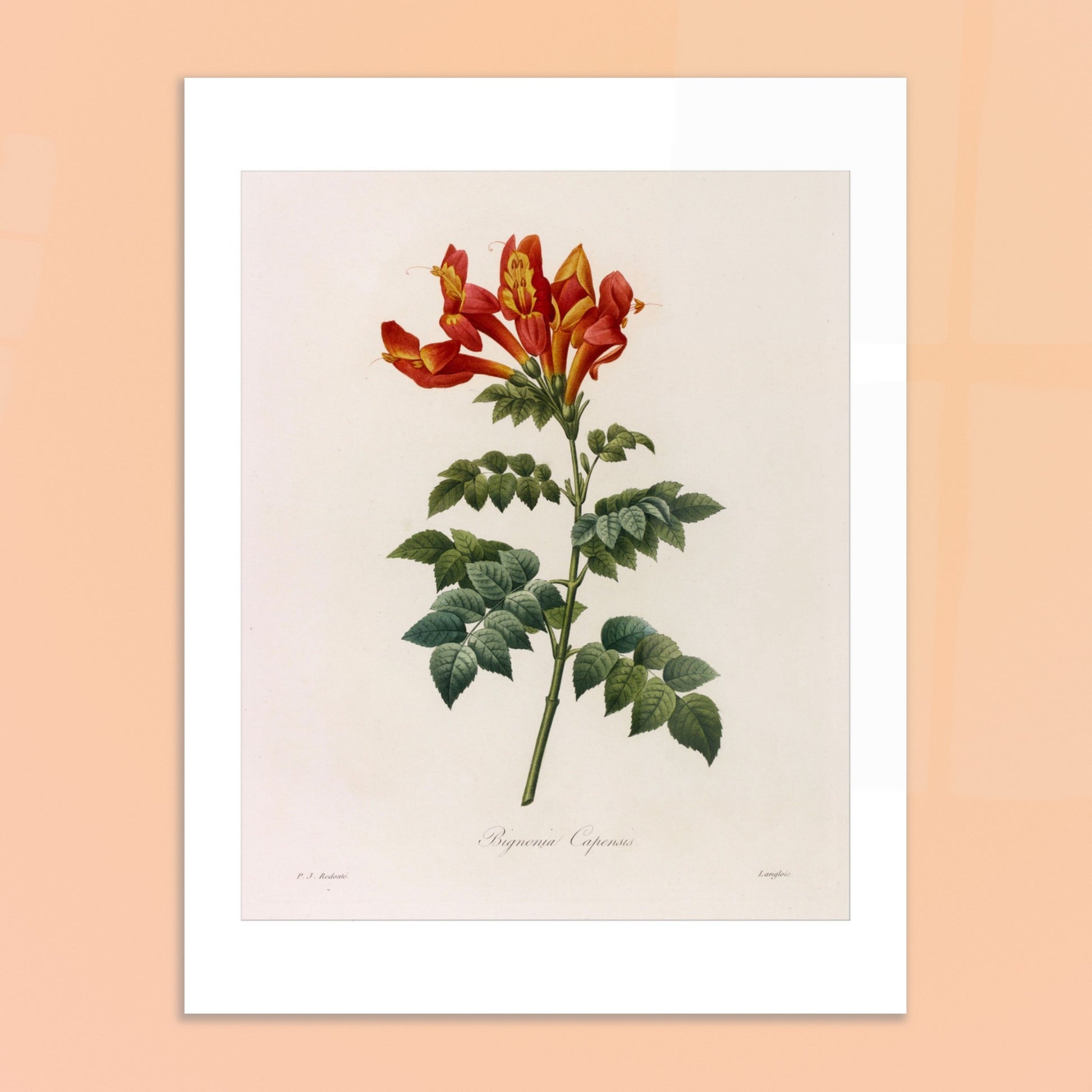 Illustration naturaliste Bignonia Capensis de Pierre-Joseph Redouté. Illustration botanique de Pierre-Joseph Redouté représentant une Bignonia Capensis, une plante à fleurs rouges et jaunes. Image d'illustration 6