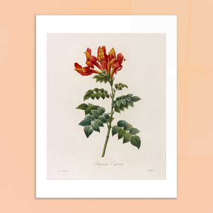 Illustration naturaliste Bignonia Capensis de Pierre-Joseph Redouté. Illustration botanique de Pierre-Joseph Redouté représentant une Bignonia Capensis, une plante à fleurs rouges et jaunes. Image d'illustration 6