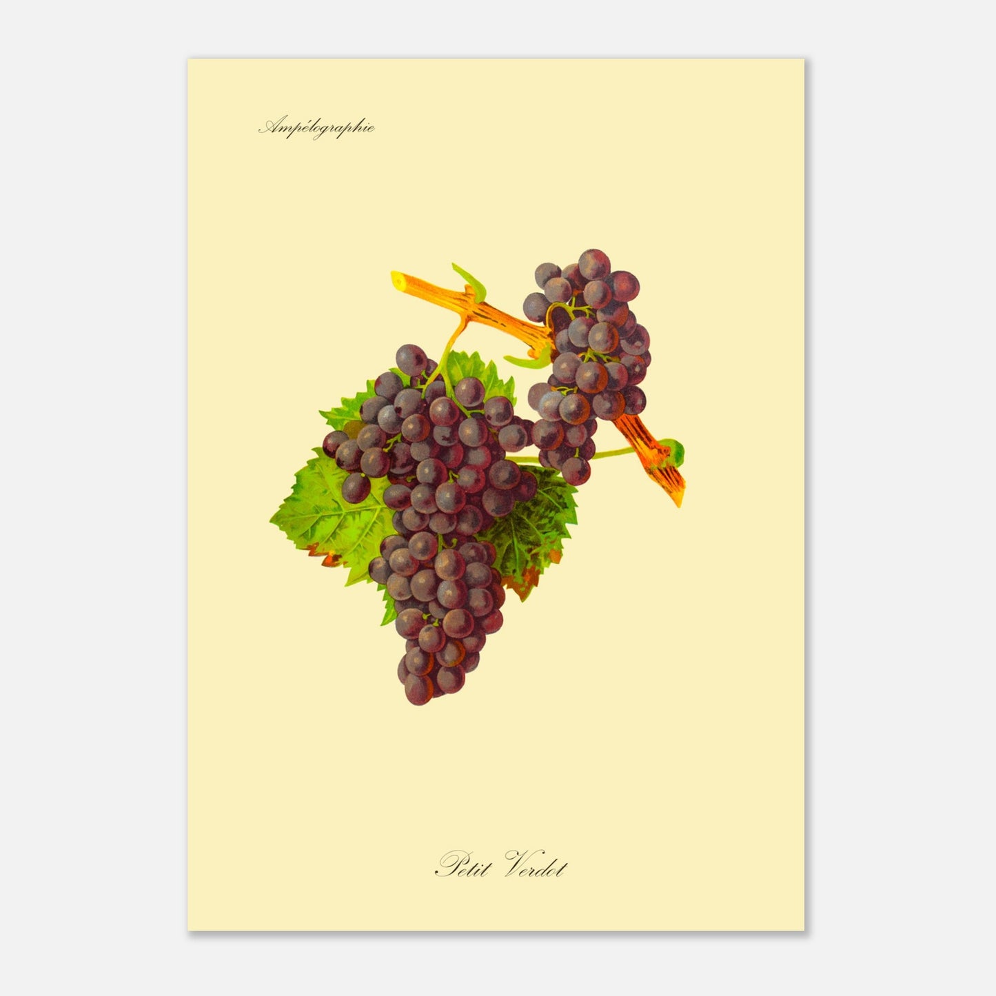 Illustration naturaliste du Petit Verdot - Planche Ampélographique (29,7x42 cm (A3)). Illustration botanique d'une grappe de raisin Petit Verdot aux feuilles vertes, par Kōno Bairei.